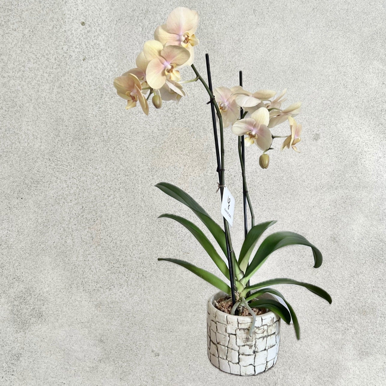 orchid planter