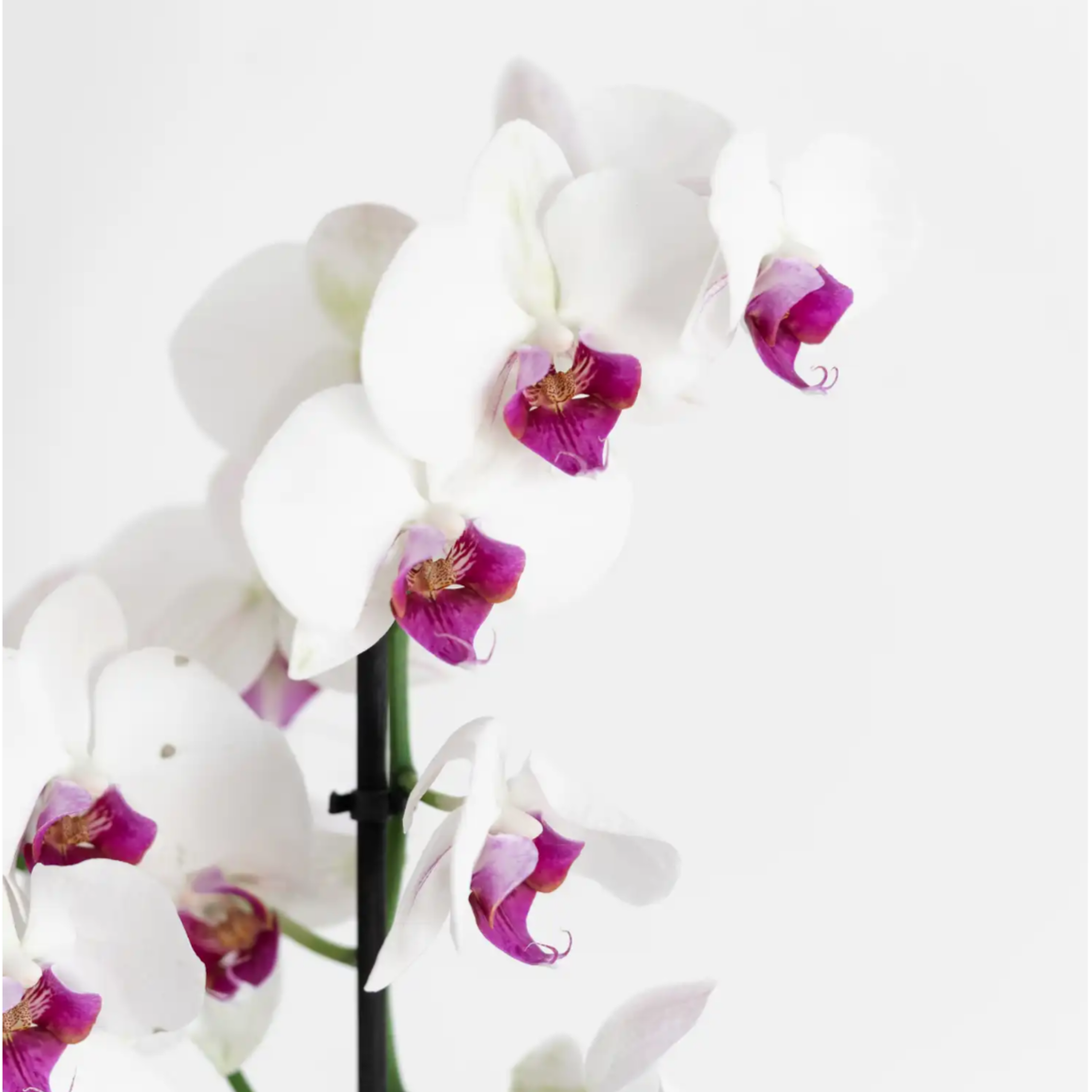 Orchid