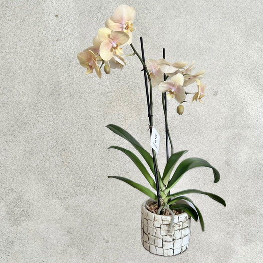 orchid planter